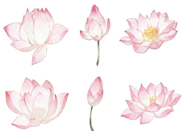 荷花 莲花图片