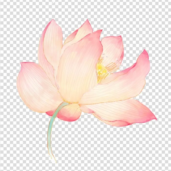 荷花 莲花 图片(2000x2000)psd模版下载