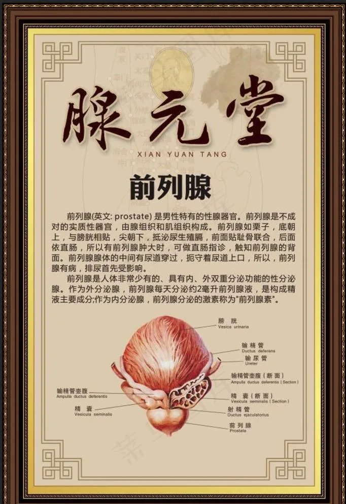 前列腺  男性健康  尿频图片(4724x7087)psd模版下载