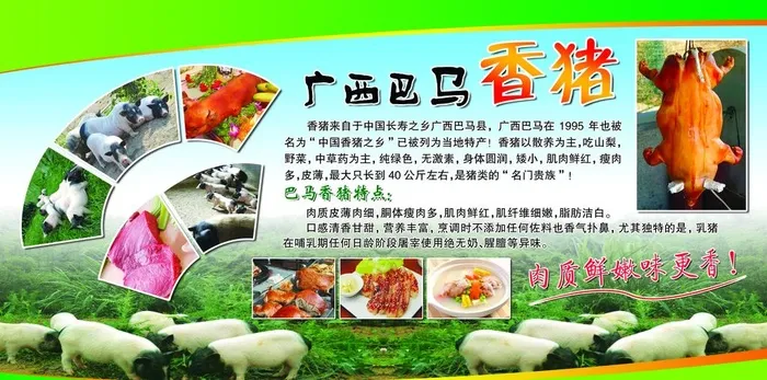 香猪图片(7087x3733)psd模版下载