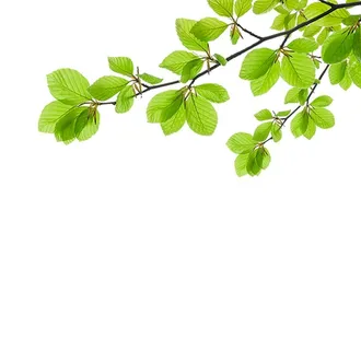 树叶图片 树叶图片