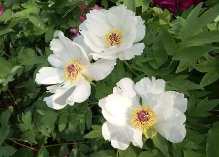 凤丹图片 凤丹图片