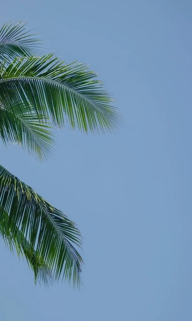 椰子树树叶图片