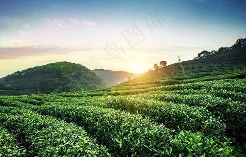 茶园图片
