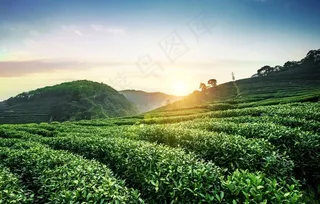 茶园图片