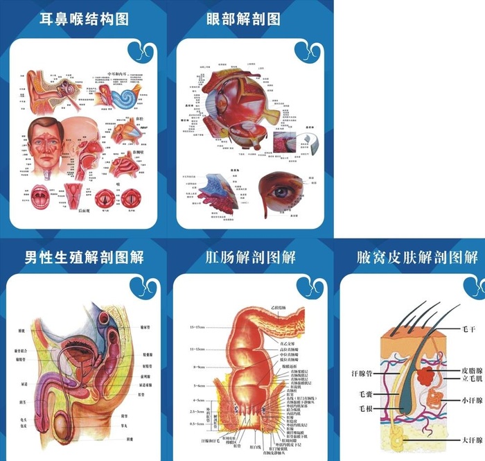 肛肠解剖图片