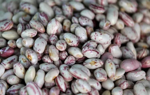 花芸豆图片 花芸豆图片