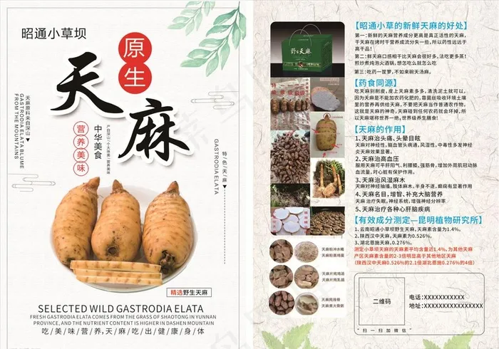 原生天麻图片cdr矢量模版下载