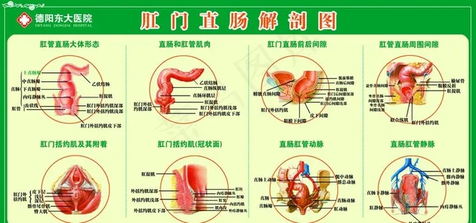 肛肠解剖图图片