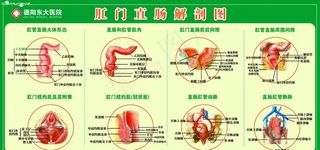 肛肠解剖图图片