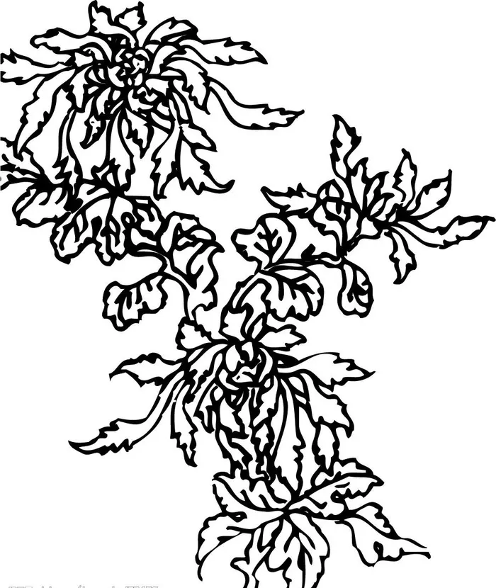 矢量菊花图片ai矢量模版下载