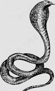 手绘蛇纹图片