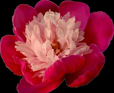 红花共享素材图片