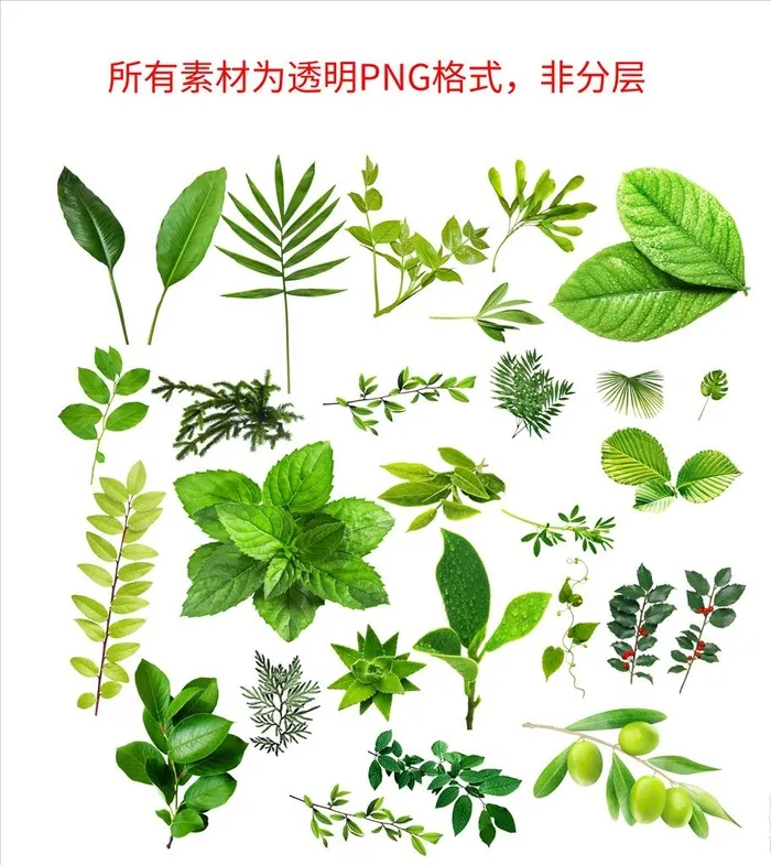 树叶图片(3405x3830)psd模版下载