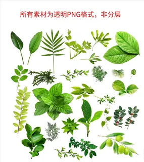 树叶图片 树叶图片