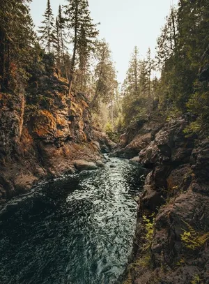 森林河流图片