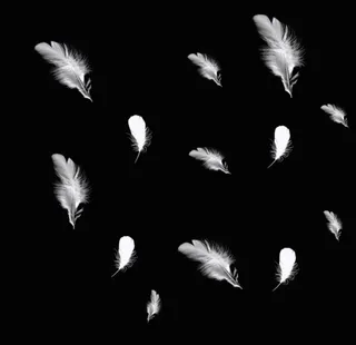 羽毛素材图片