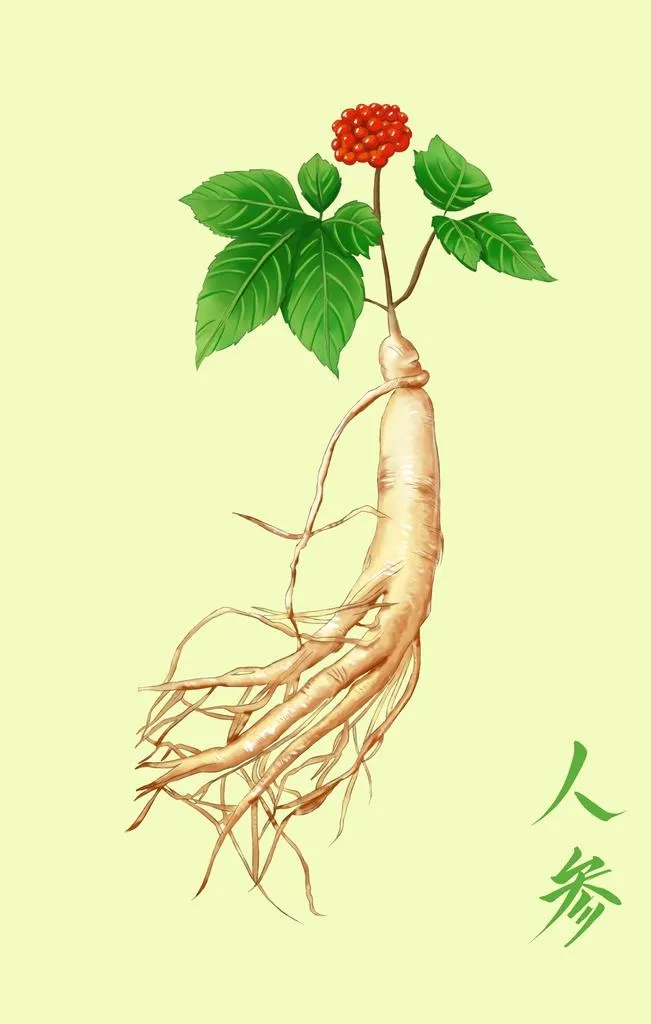 中药材人参手绘插画图片
