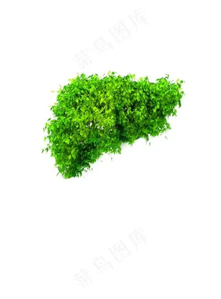 肝脏 绿色肝脏图片