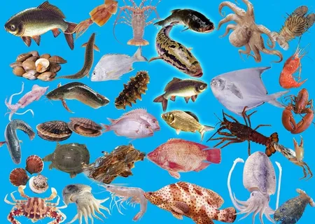海鲜图片 海鲜图片