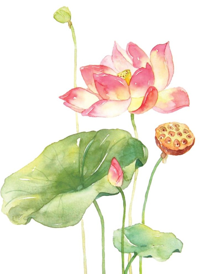 手绘荷花图片(2480x3508)psd模版下载