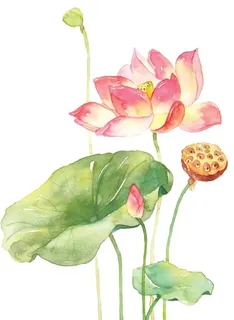 手绘荷花图片 手绘荷花图片