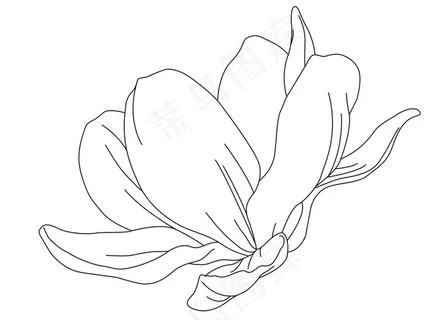 莲花线条图片 莲花线条图片