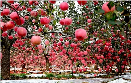 苹果图片 苹果图片