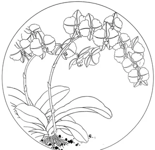 手绘蝴蝶兰图片