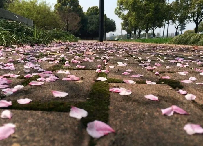 落花图片