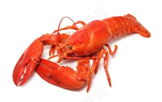 龙虾图片