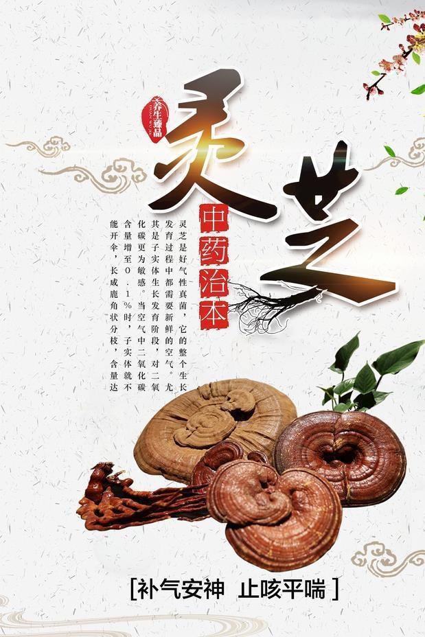 灵芝图片