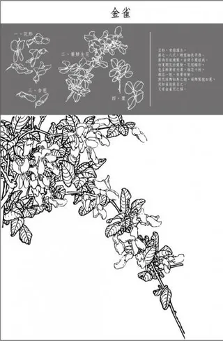 白描花稿 金雀图片