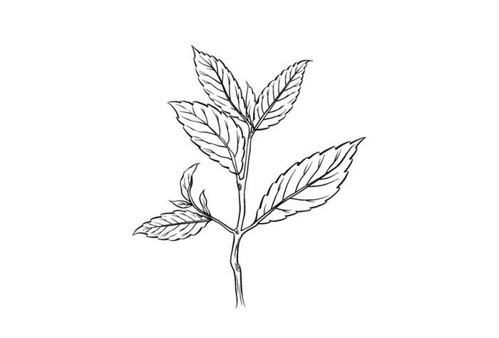 茶叶图片