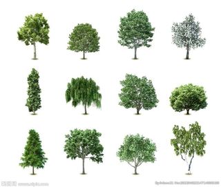 树木图片