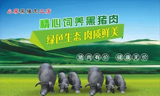 精心饲养黑猪肉海报图片