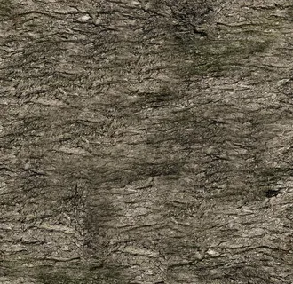 树皮纹理图片