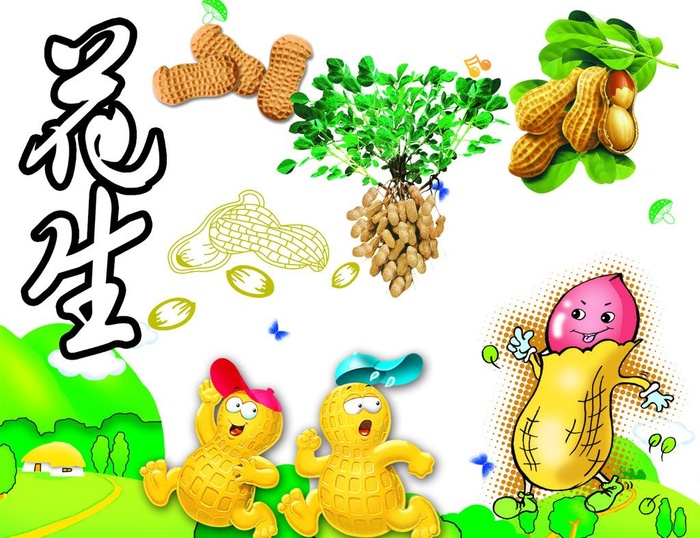 花生素材图片