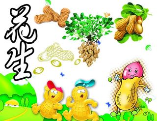 花生素材图片