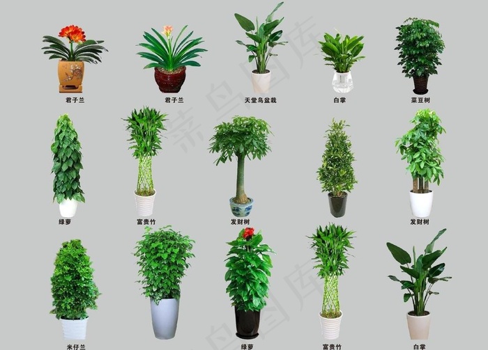 免扣绿植图片cdr矢量模版下载