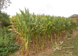 玉米地图片