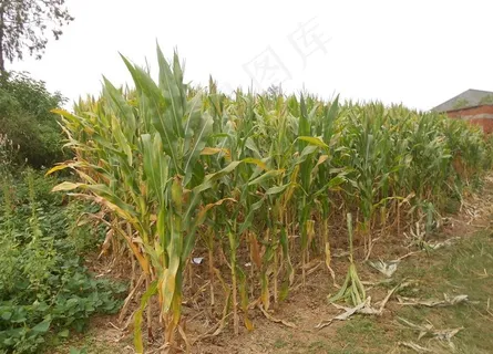 玉米地图片 玉米地图片