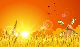 小麦粮食麦穗稻子图片