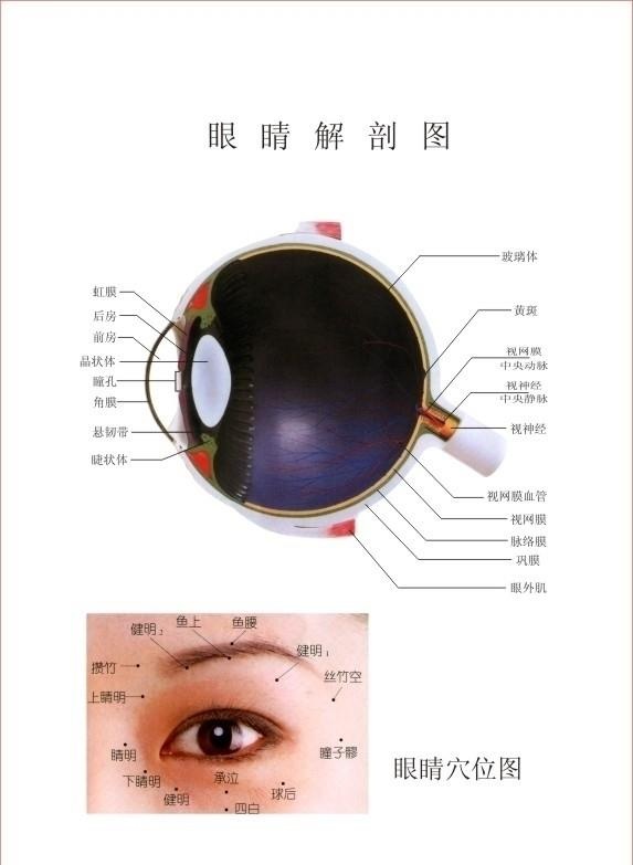 眼睛解剖图图片cdr矢量模版下载