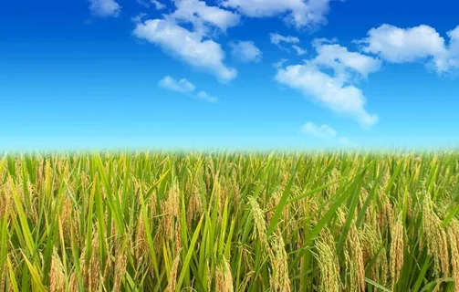 蓝天白云的稻田图片