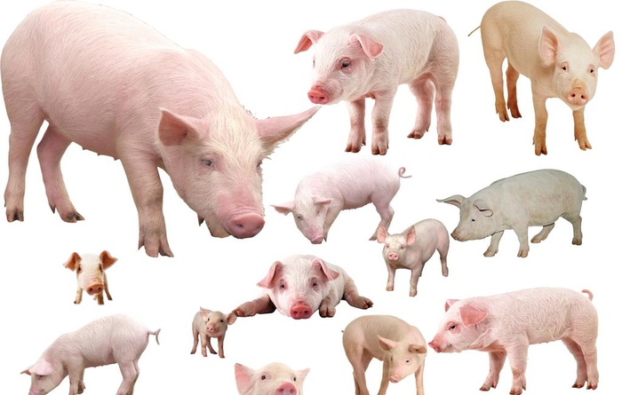 生猪图片