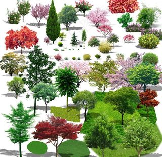 绿化植物素材图片