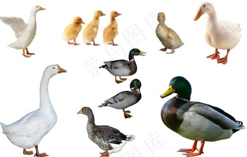 鸭子图片