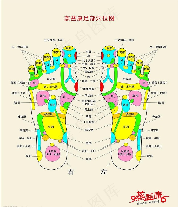 足部穴位图图片cdr矢量模版下载