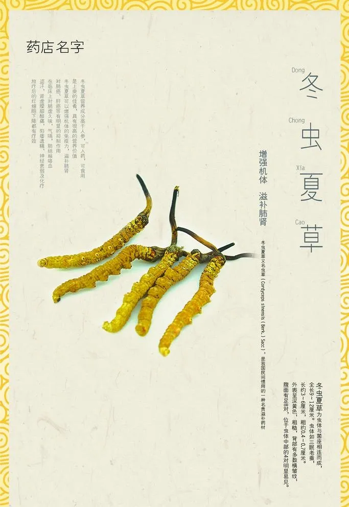 冬虫夏草图片(2362x3543)psd模版下载